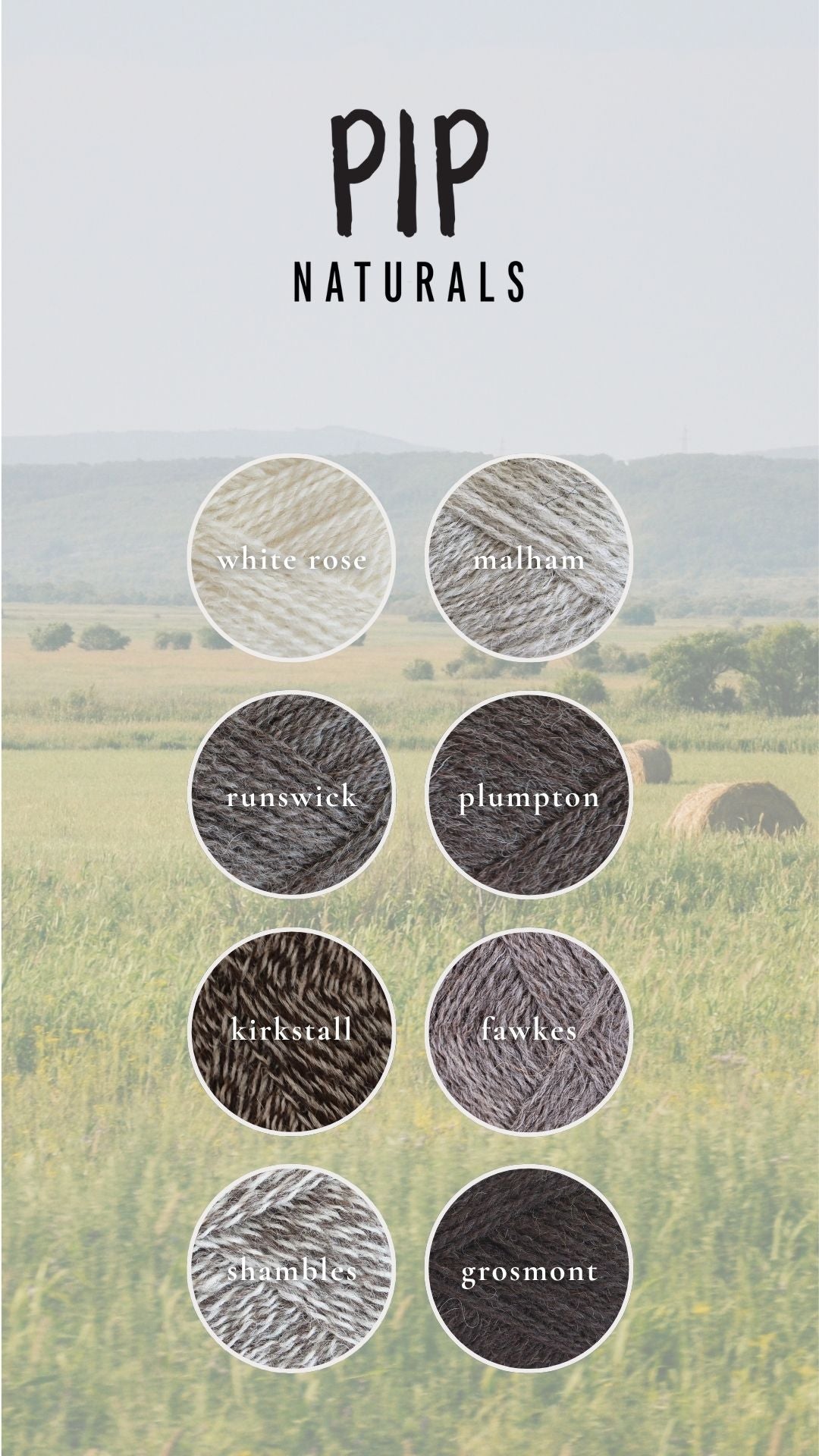 Colorful skeins of Pip Naturals yarn by Baa Ram Ewe in various shades, showcasing soft, high-quality wool yarn for knitting or crochet.